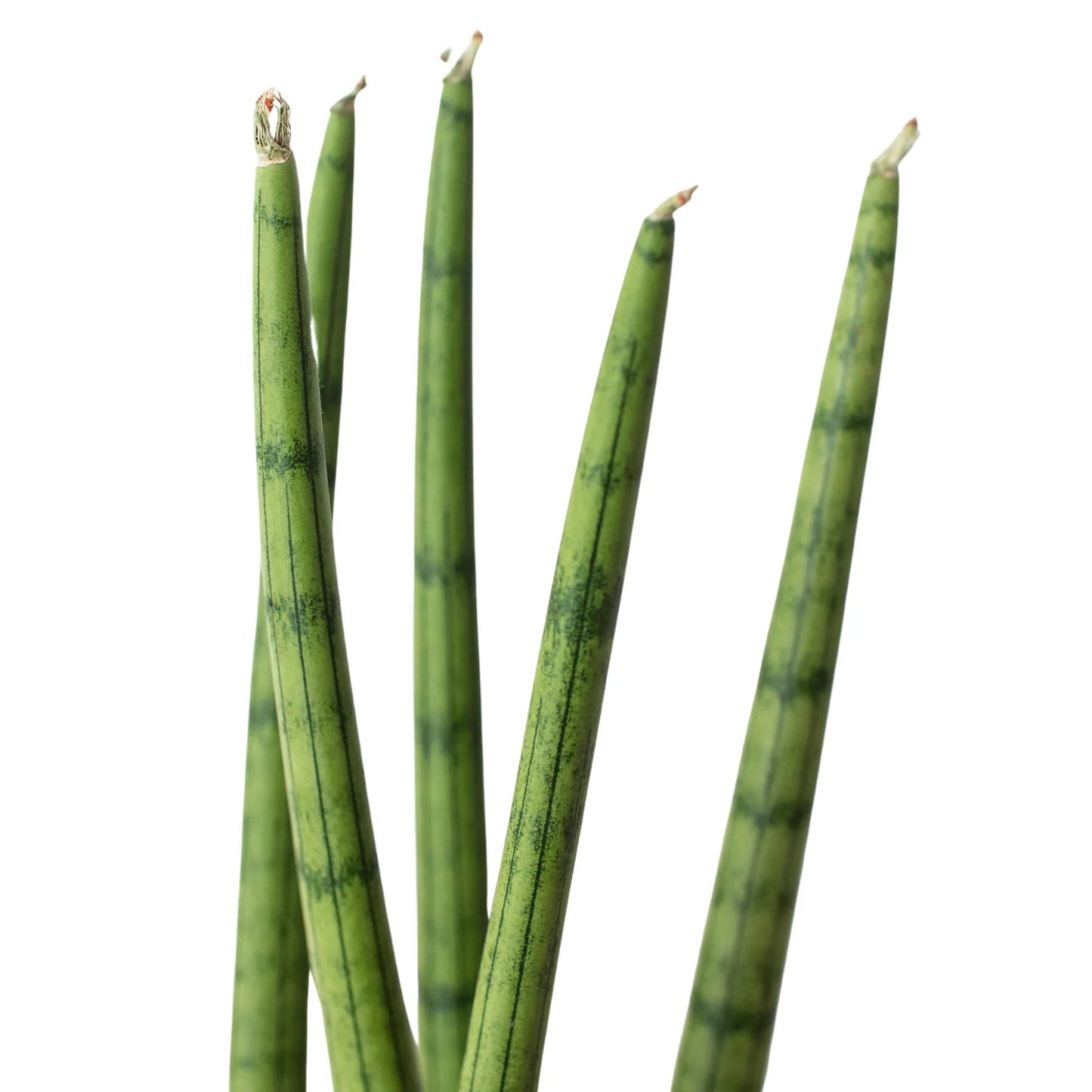 Snake Plant Cylindrica | Cactus Clint