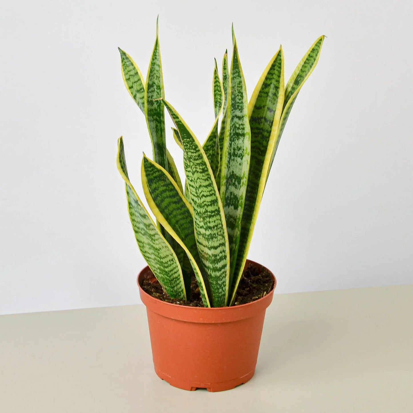 Snake Plant Laurentii | Cactus Clint