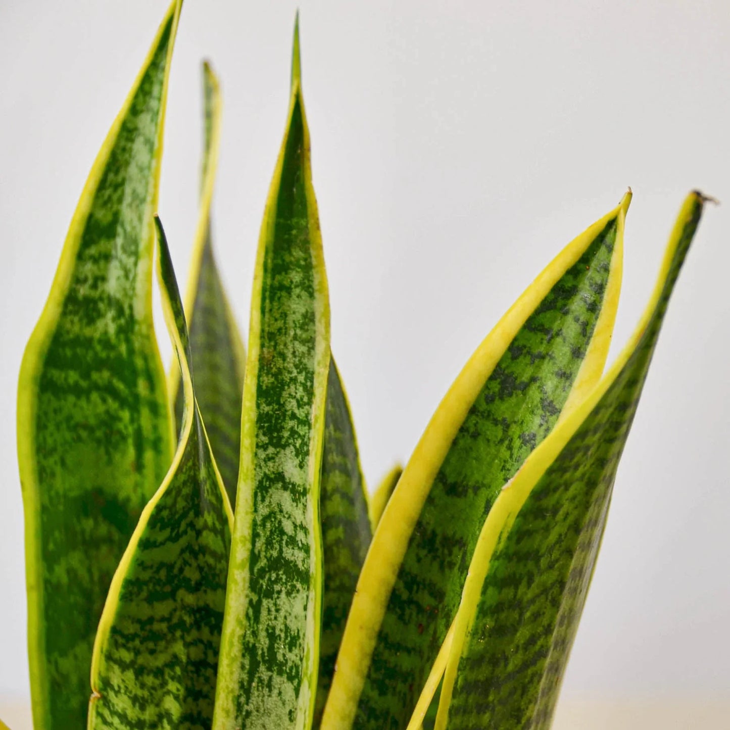 Snake Plant Laurentii | Cactus Clint