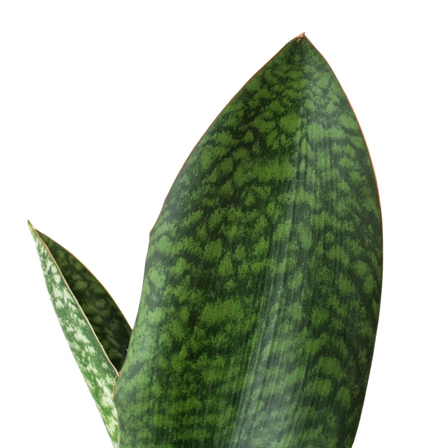 Shark Fin Snake Plant | Cactus Clint