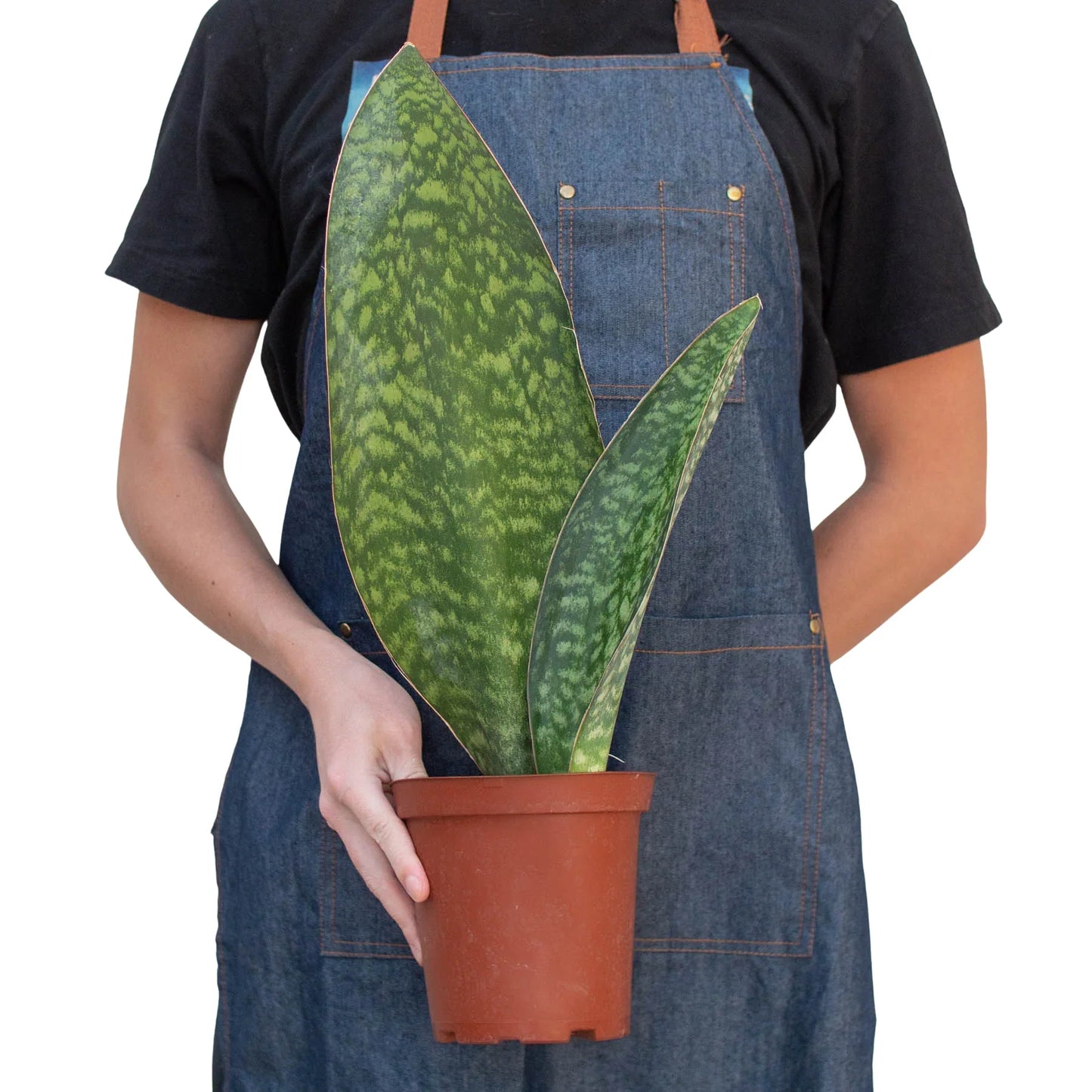 Shark Fin Snake Plant | Cactus Clint