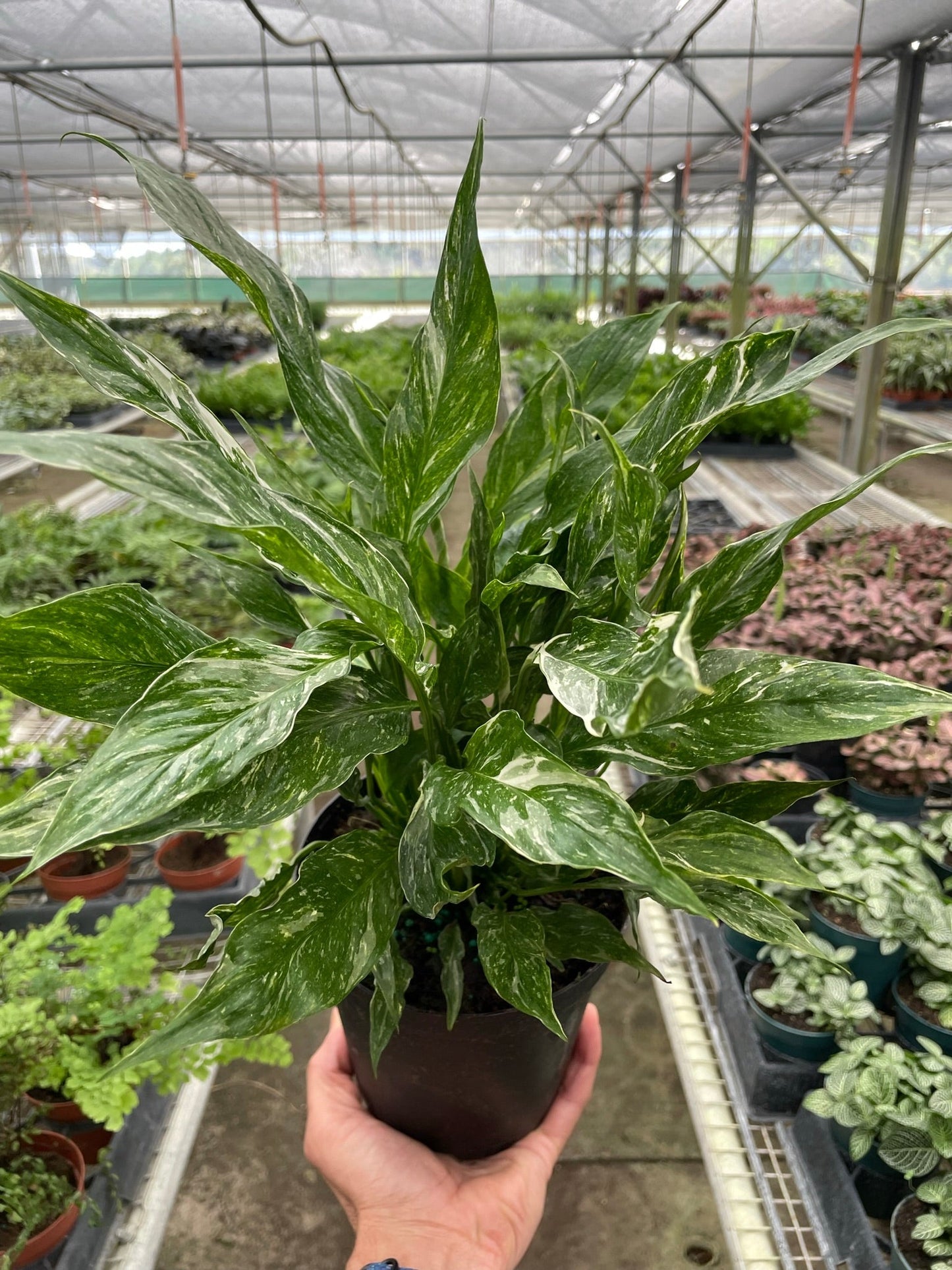 Variegated Spathiphyllum 'Domino' | Cactus Clint