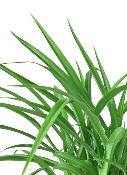 Spider Plant 'Green' | Cactus Clint