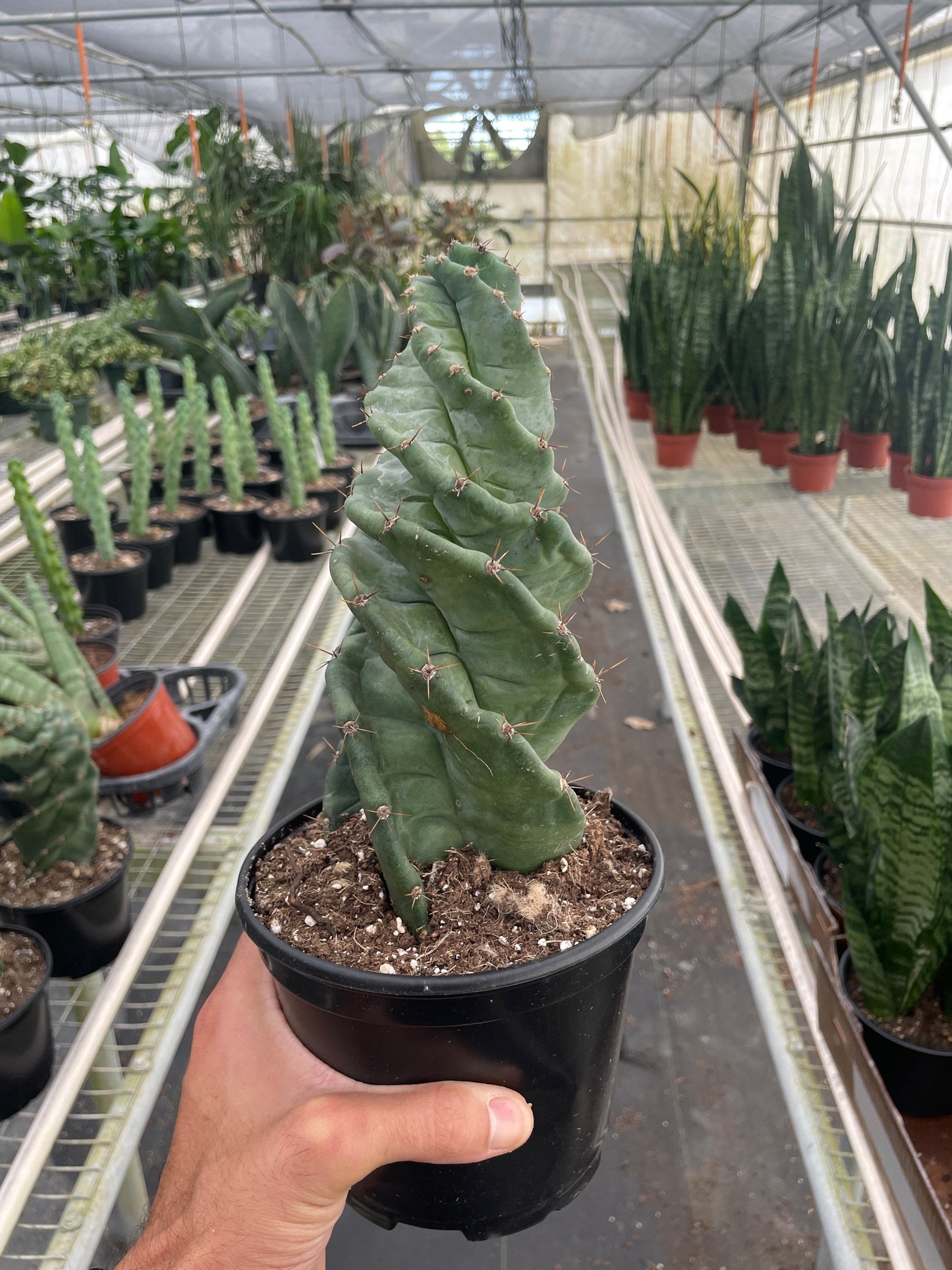 Cereus forbesii 'Spiralis' | Cactus Clint