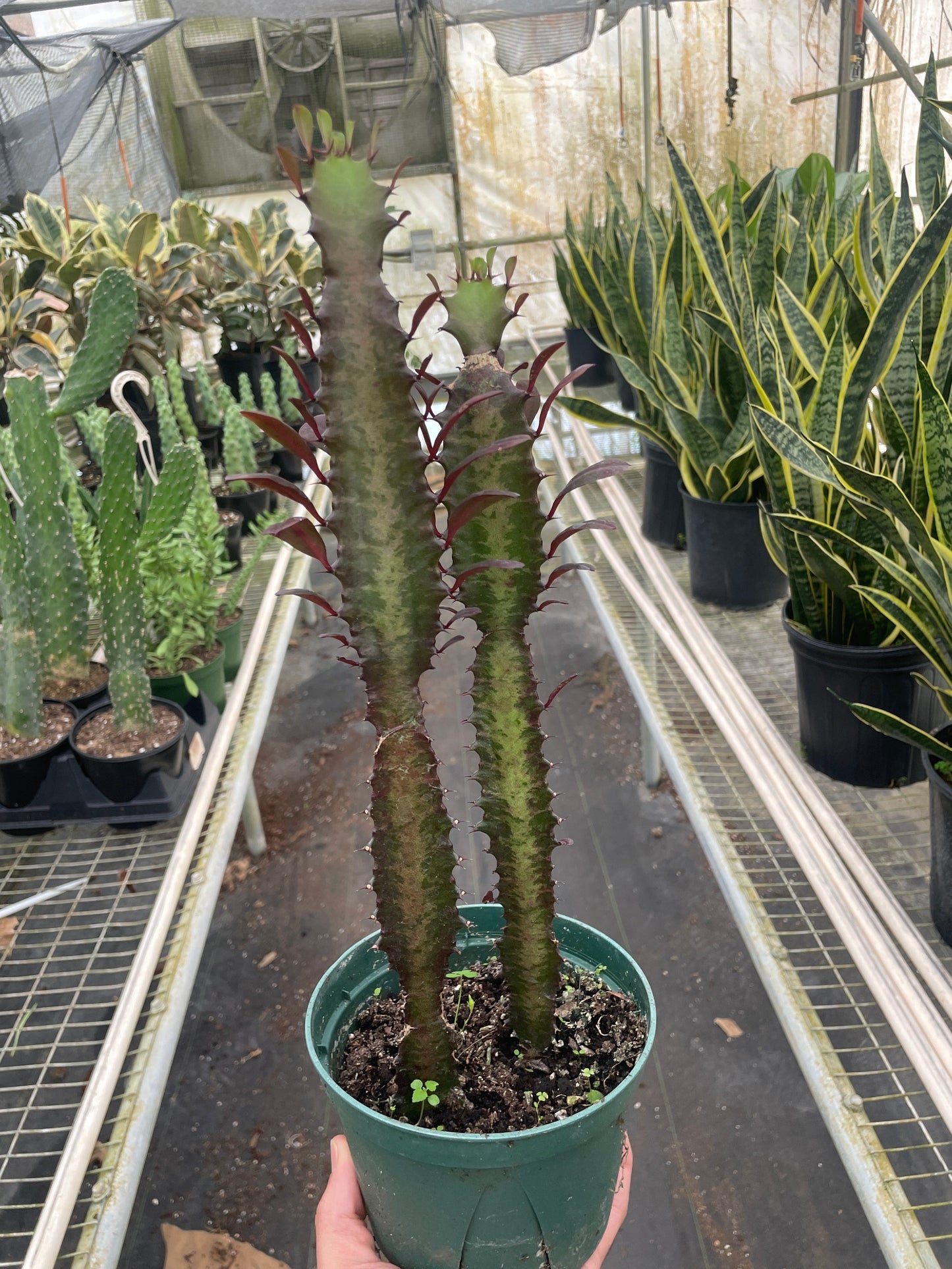 Succulent Euphorbia 'Trigona Rubra' | Cactus Clint