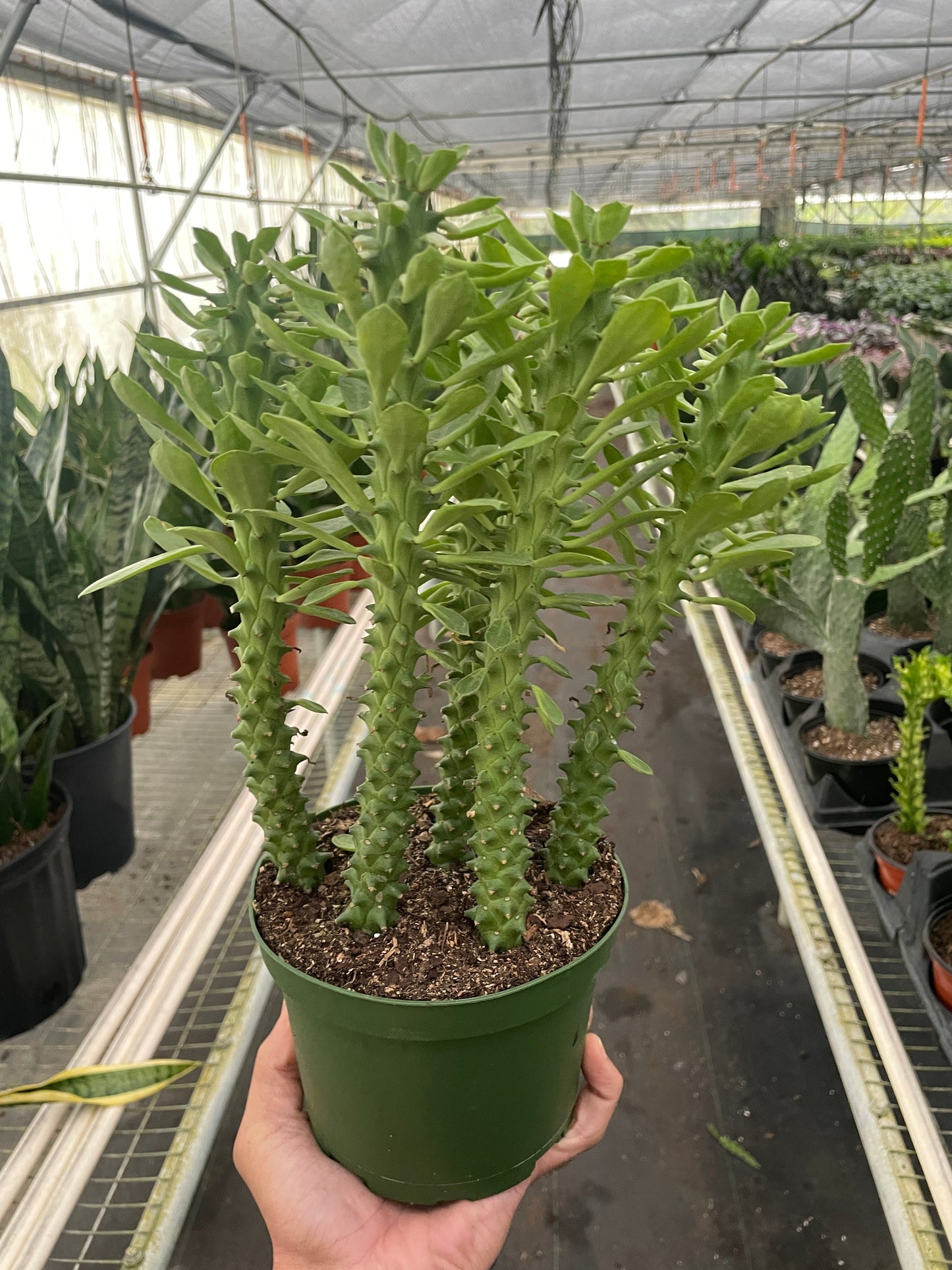 Euphorbia 'Sausage Spurge' | Cactus Clint