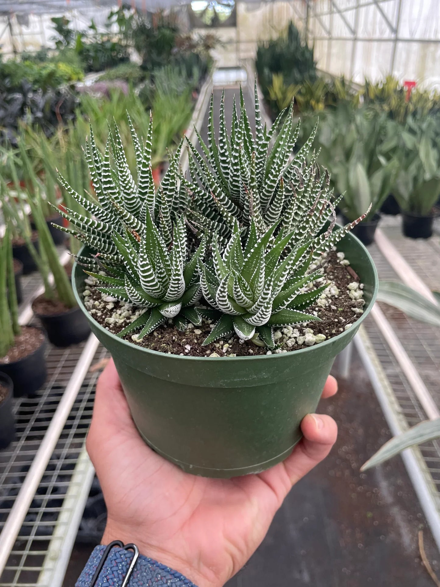Zebra Succulent | Cactus Clint