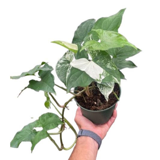 Syngonium 'Albo' | Cactus Clint