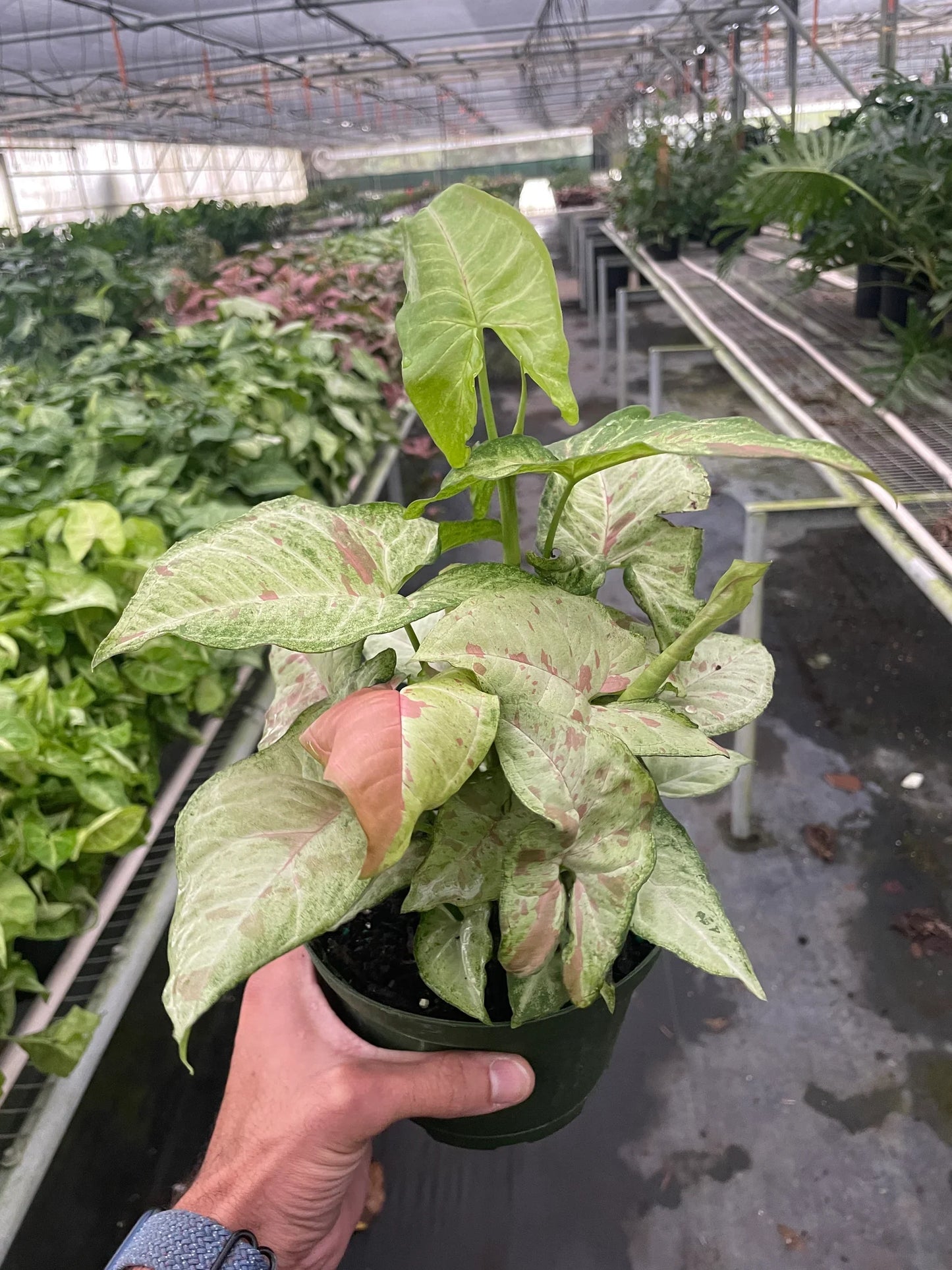 Syngonium 'Confetti' | Cactus Clint