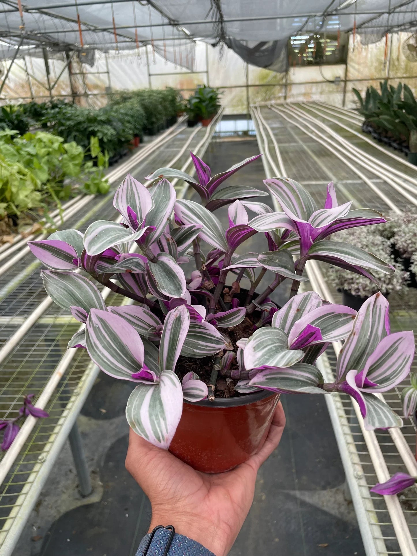Tradescantia 'Nanouk' | Cactus Clint