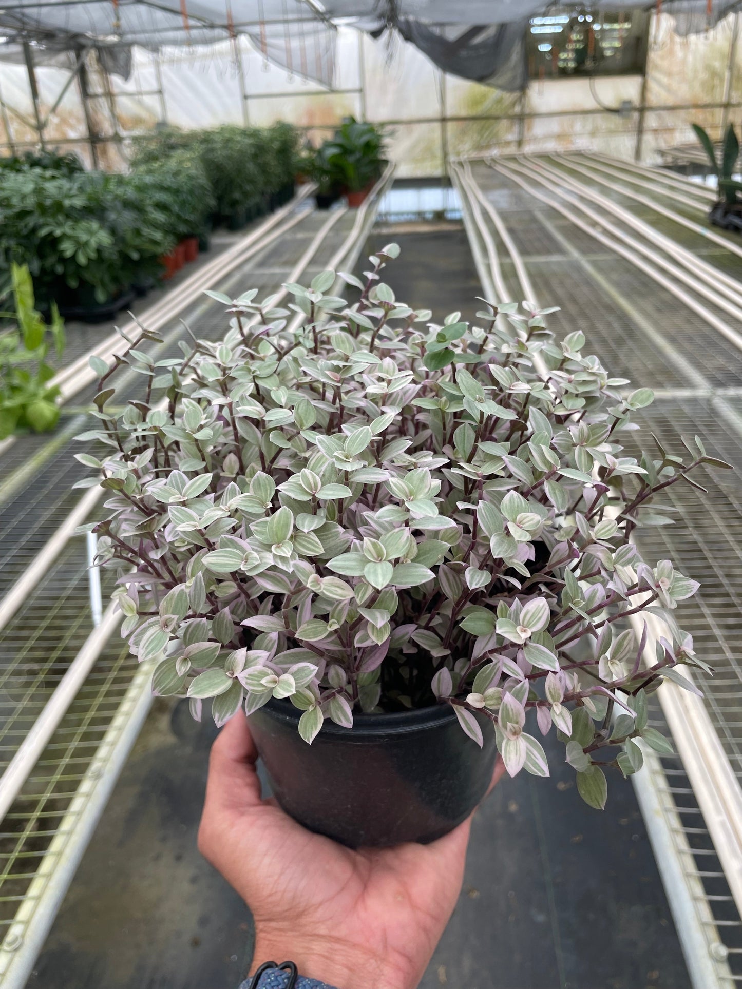 Tradescantia Callisia 'Pink Panther' | Cactus Clint