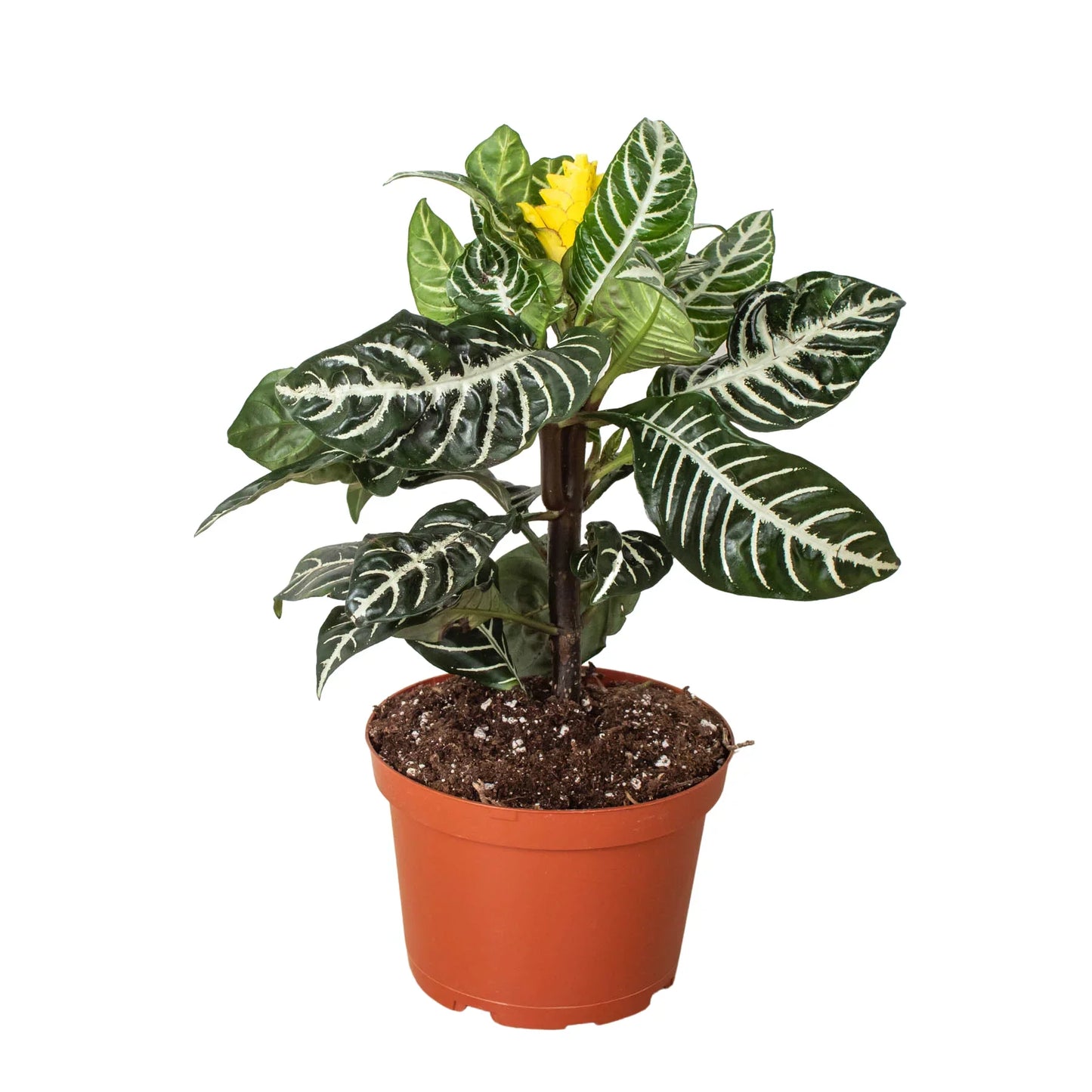 Zebra 'Aphelandra' | Cactus Clint
