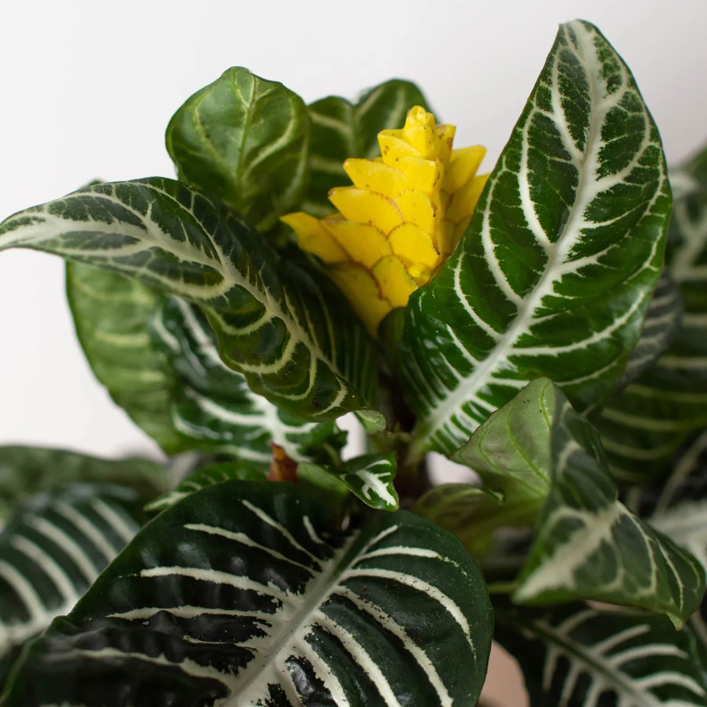 Zebra 'Aphelandra' | Cactus Clint