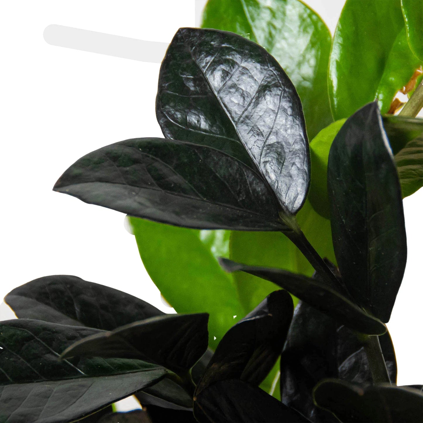 ZZ Zamioculcas 'Black Queen' | Cactus Clint