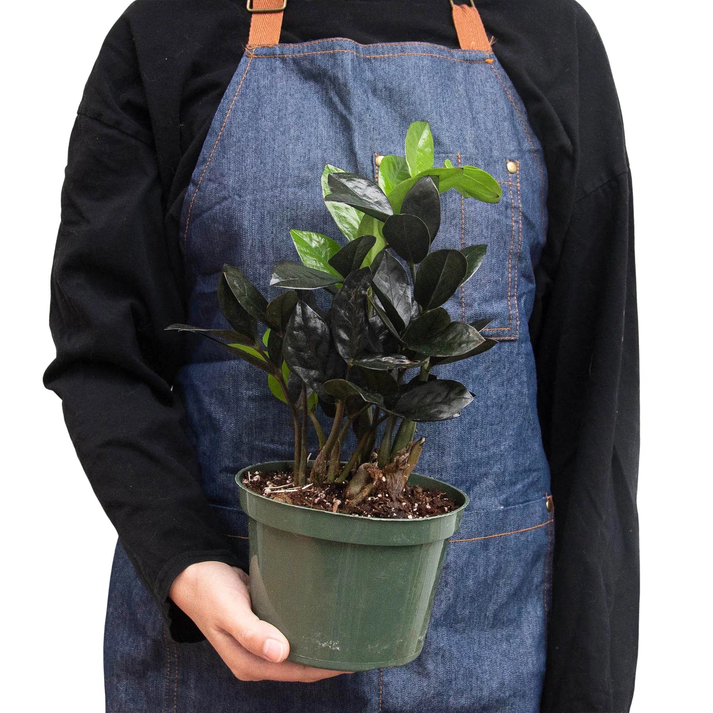 ZZ Zamioculcas 'Black Queen' | Cactus Clint