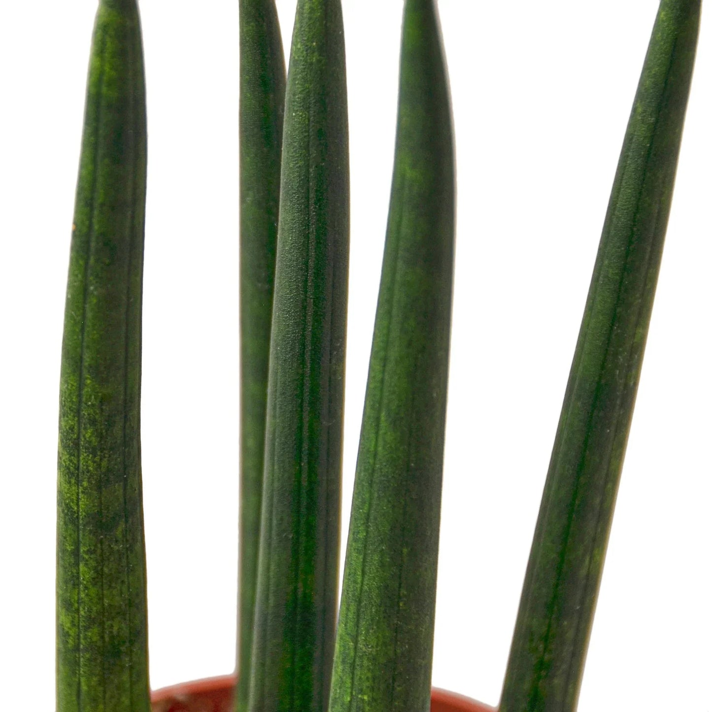 Snake Plant Cylindrica | Cactus Clint