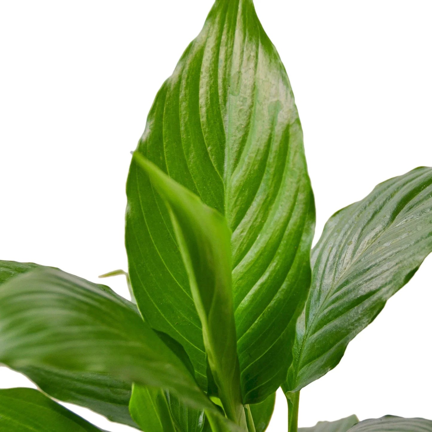 Spathiphyllum 'Peace Lily' | Cactus Clint