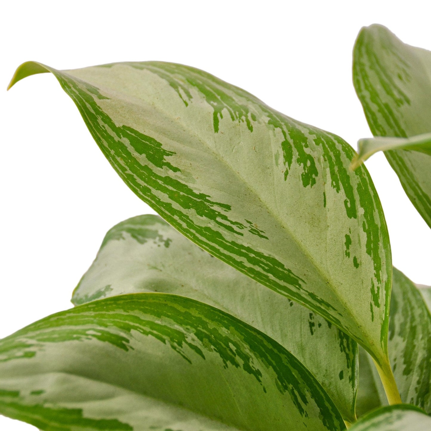 Chinese Evergreen 'Silver Bay' | Cactus Clint