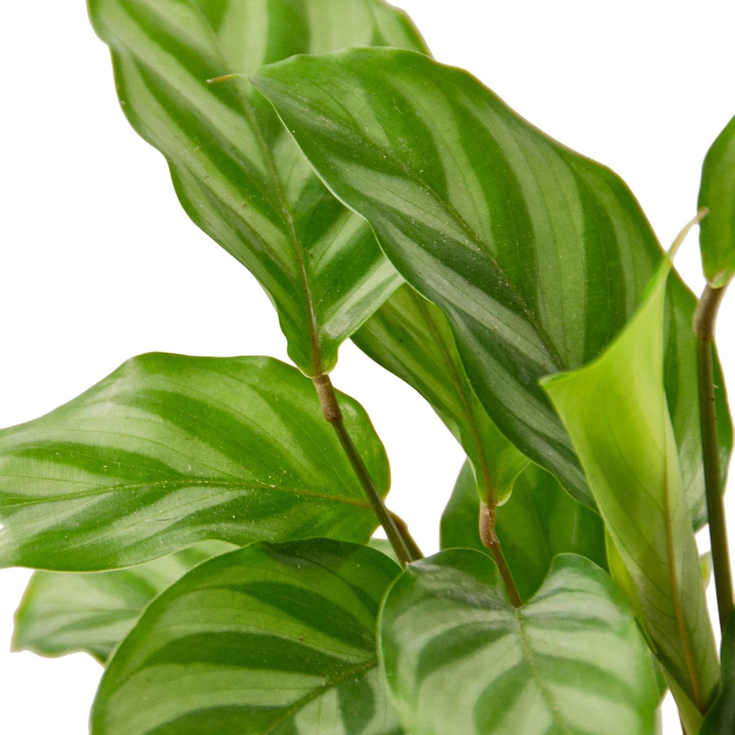 Calathea Concinna 'Freddie' | Cactus Clint