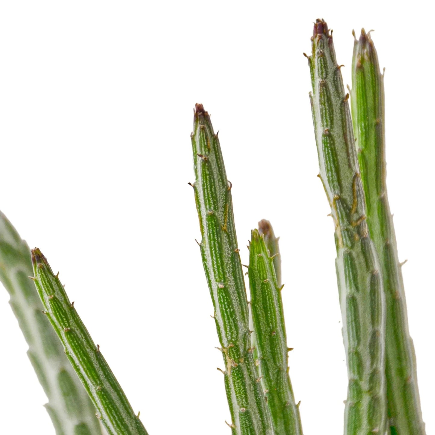 Senecio Stapeliiformis Pickle Plant | Cactus Clint