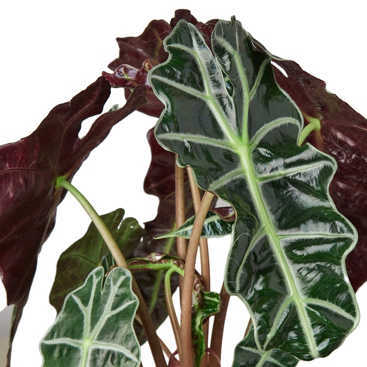 Alocasia Polly 'African Mask' | Cactus Clint