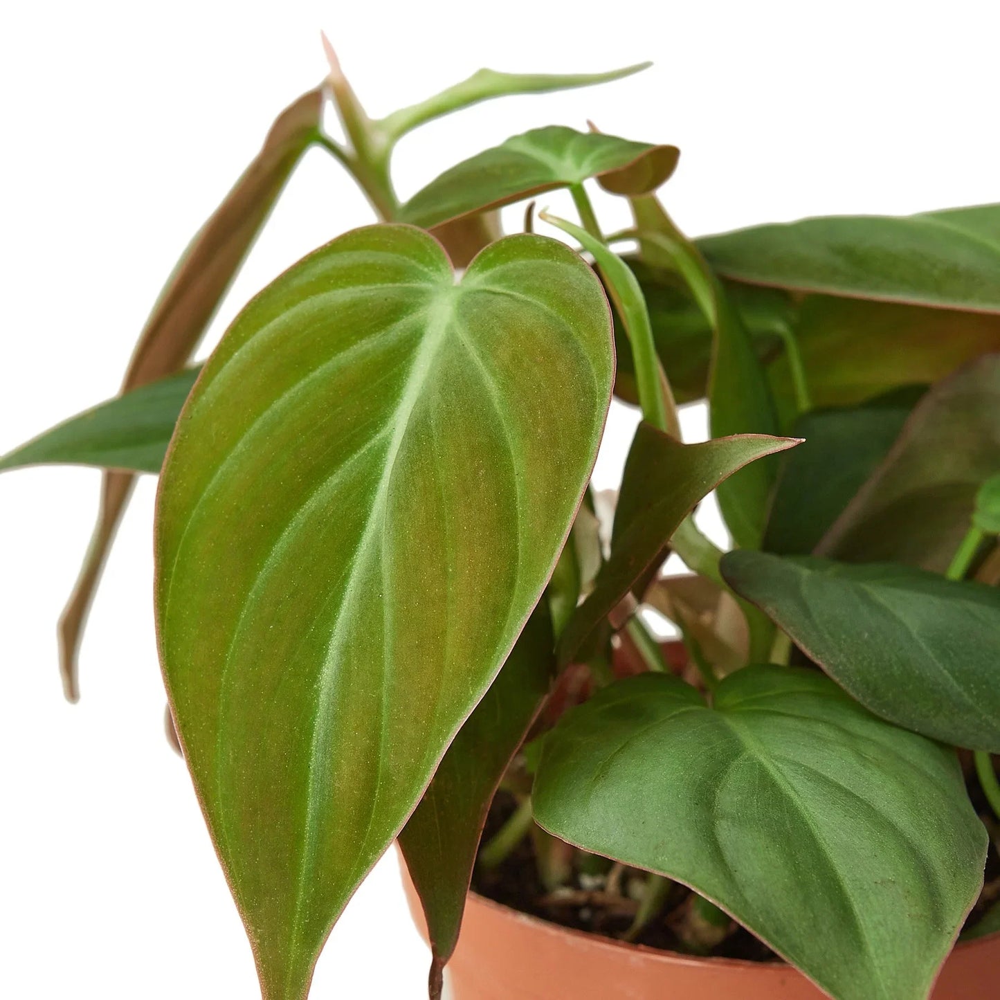 Philodendron 'Velvet' | Cactus Clint