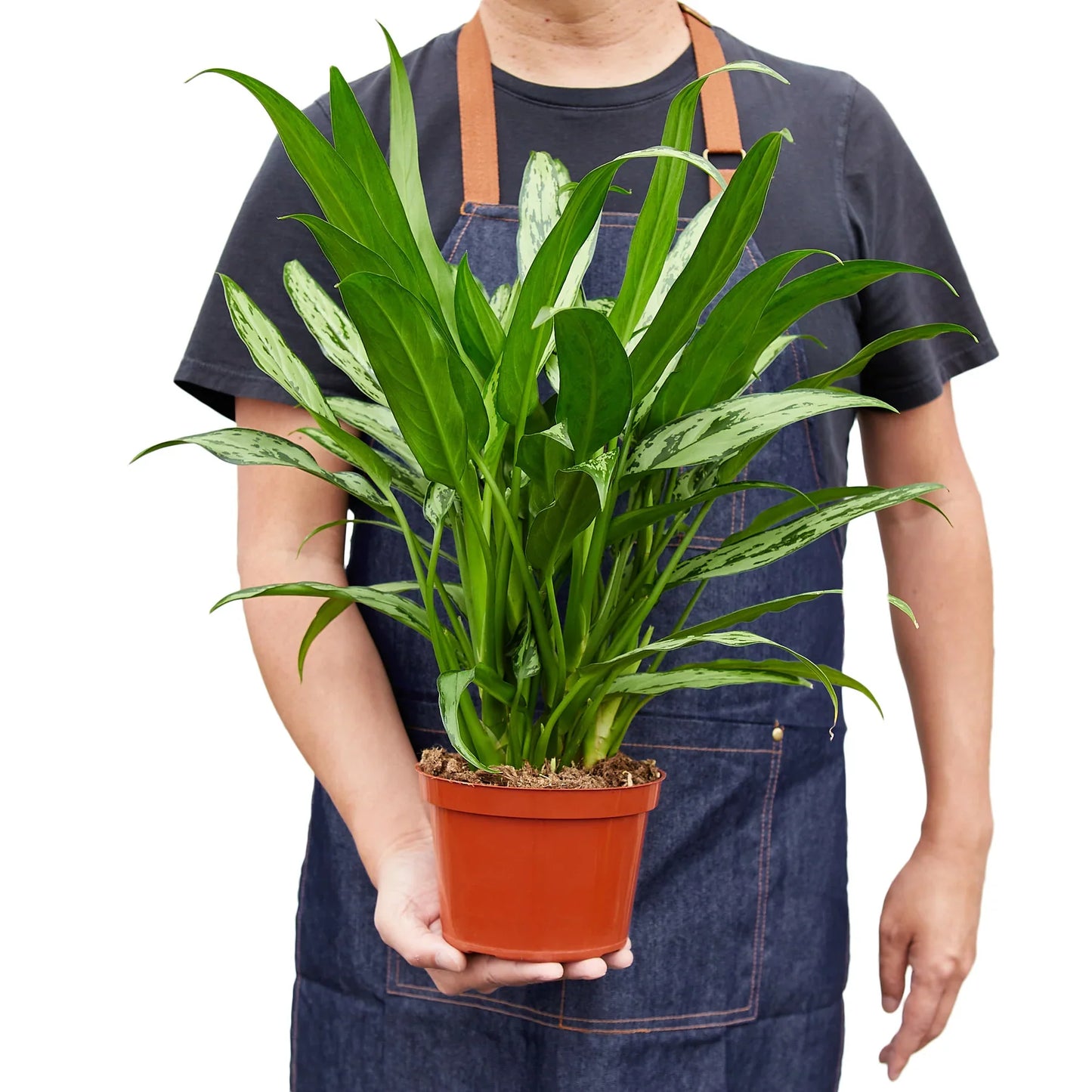 Chinese Evergreen 'Cutlass' | Cactus Clint