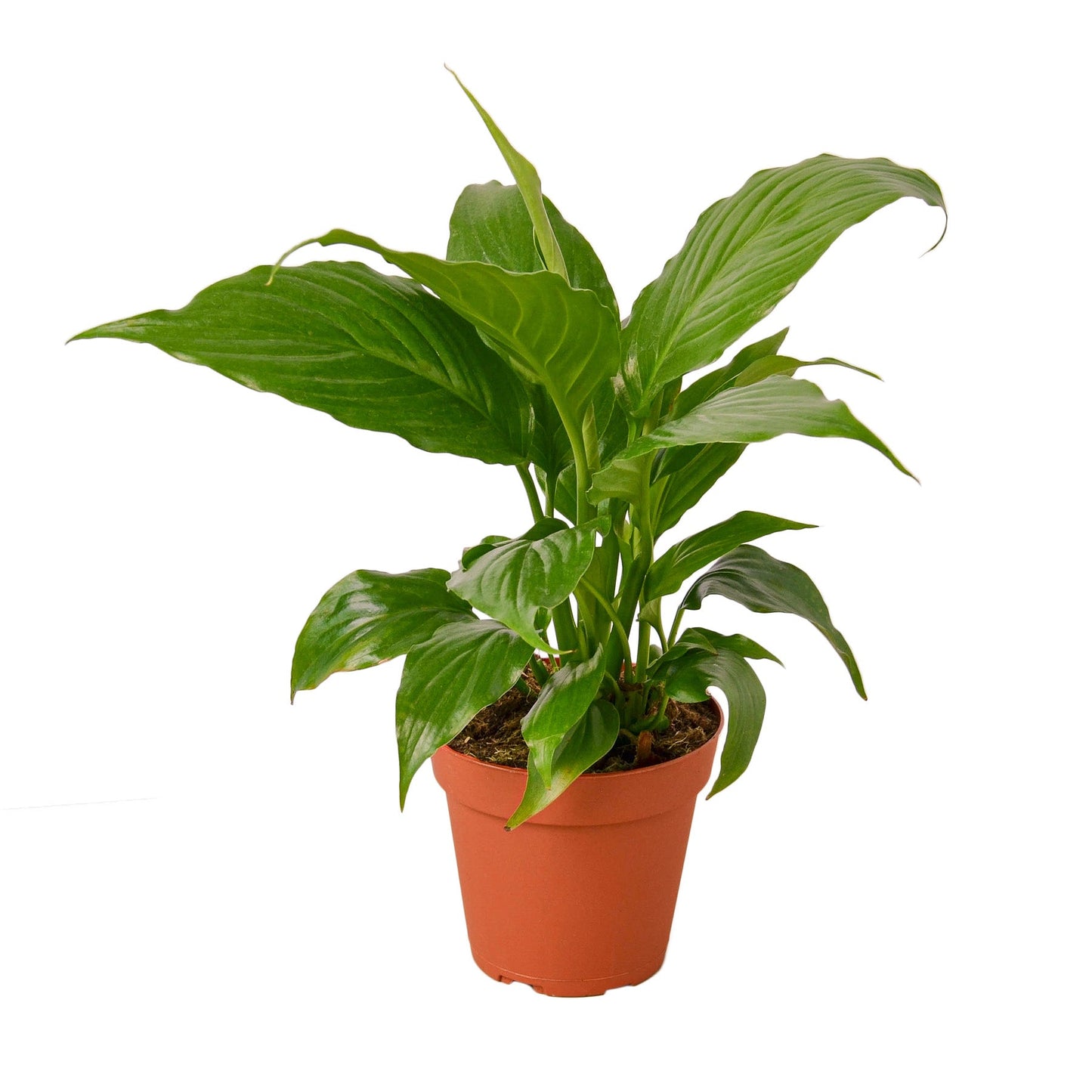 Spathiphyllum 'Peace Lily' | Cactus Clint