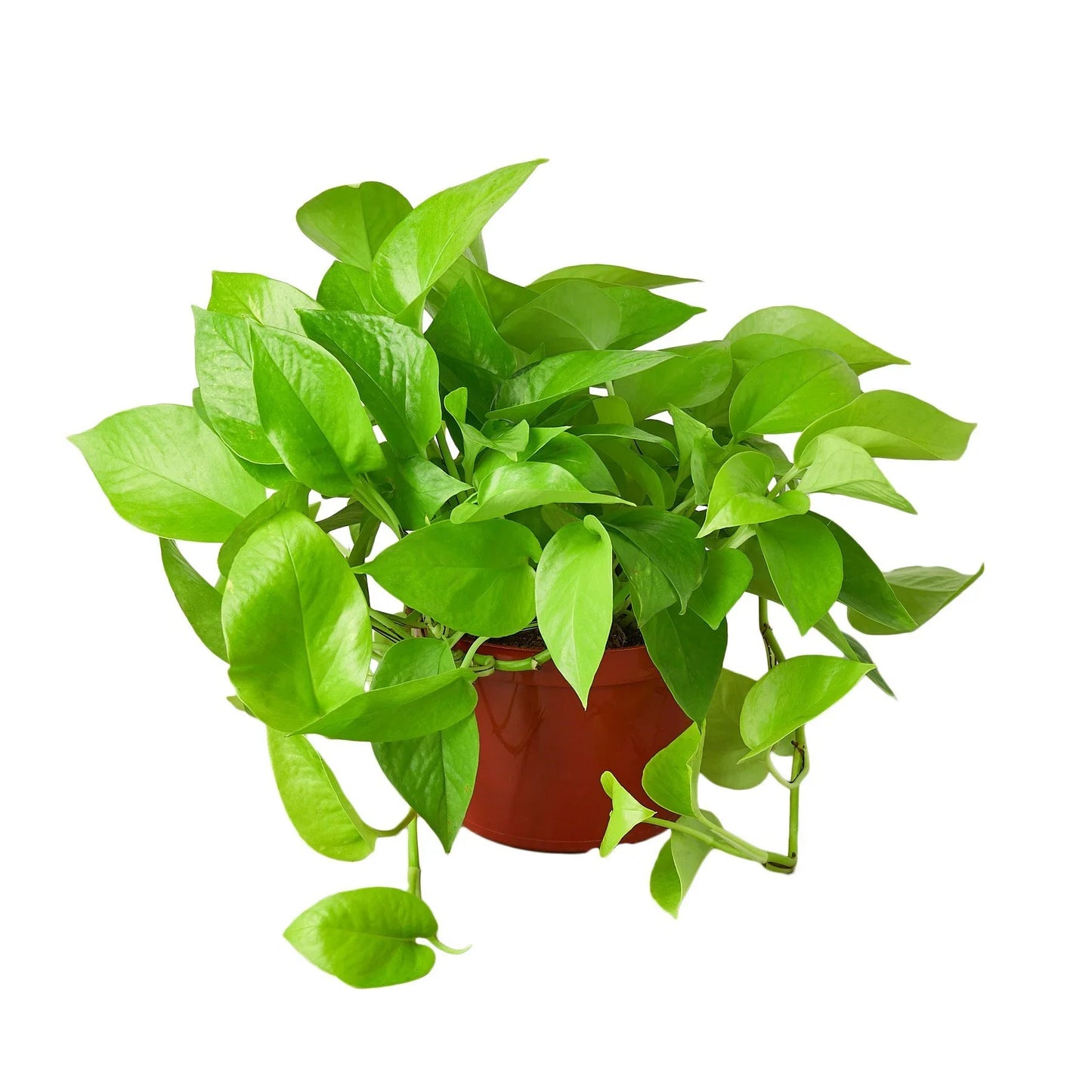 Pothos 'Neon' | Cactus Clint