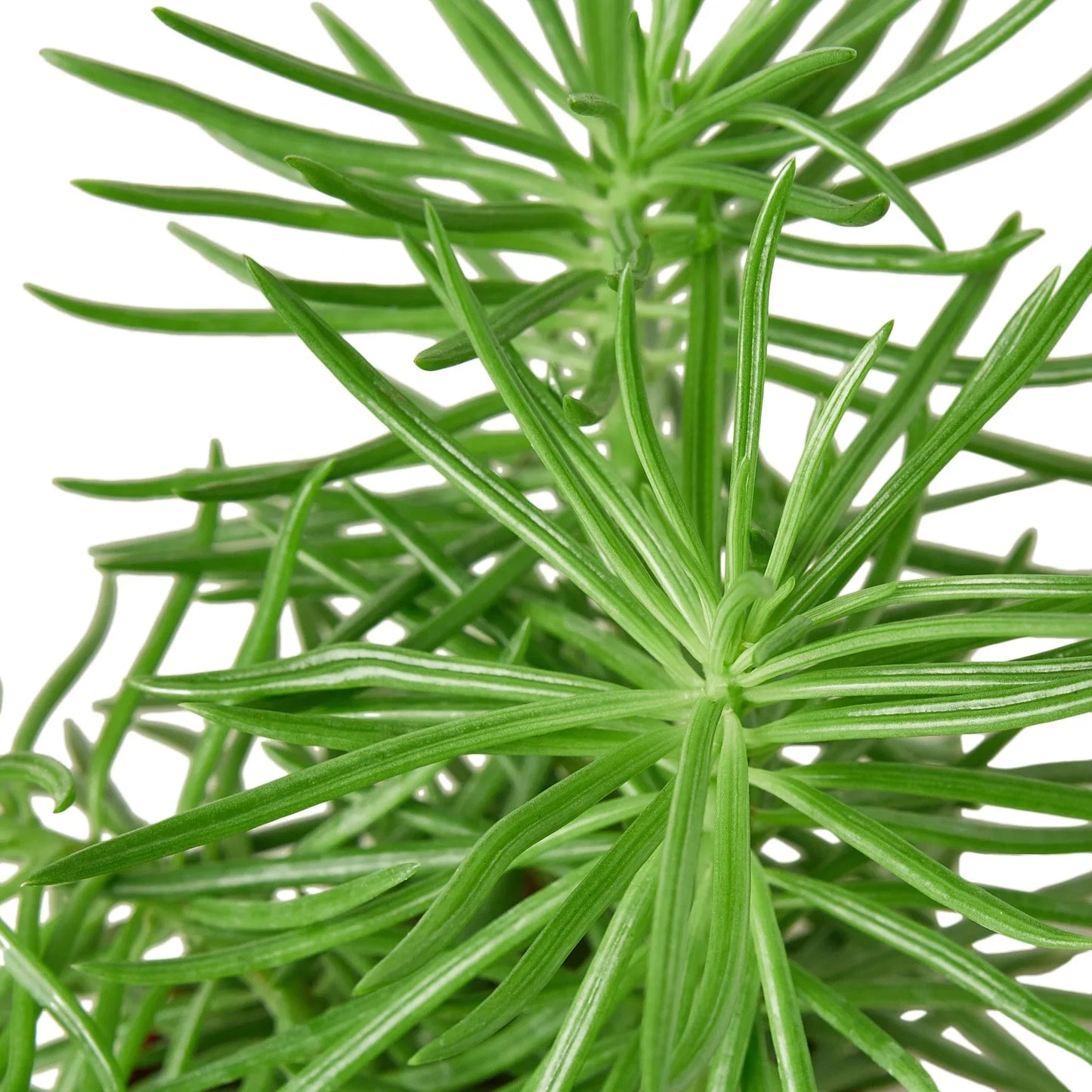 Succulent Senecio 'Himalayan' - 4" Pot | Cactus Clint