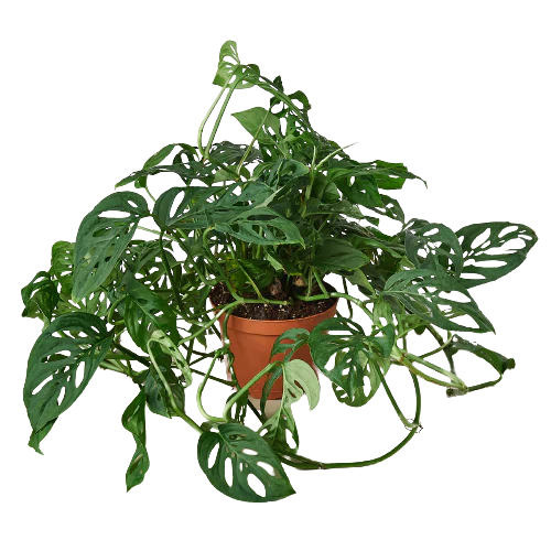 Monstera Adansonii 'Swiss Cheese' | Cactus Clint