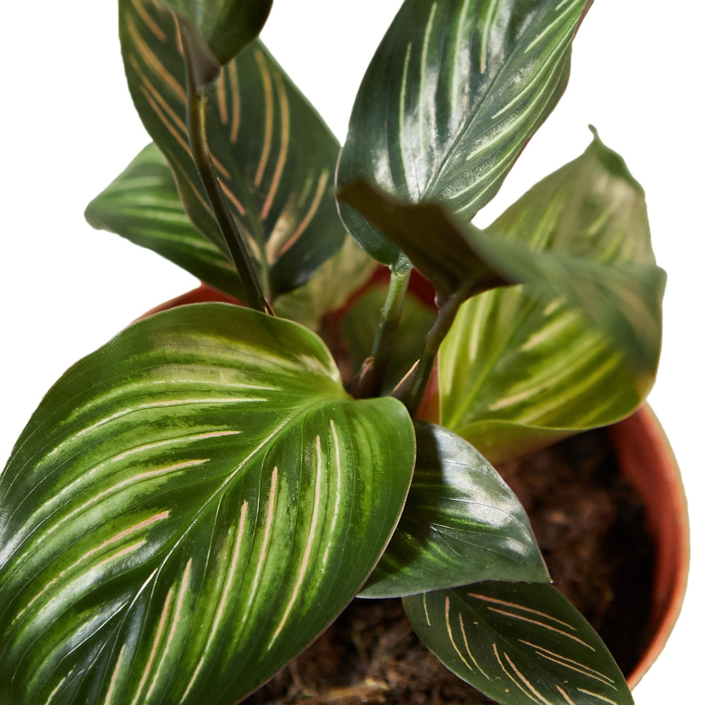 Calathea 'Beauty Star' | Cactus Clint