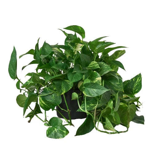 Pothos 'Golden' | Cactus Clint