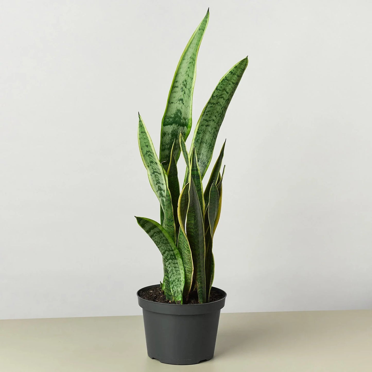 Snake Plant Laurentii | Cactus Clint