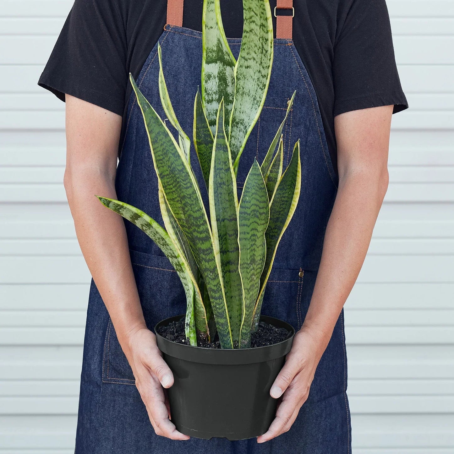 Snake Plant Laurentii | Cactus Clint