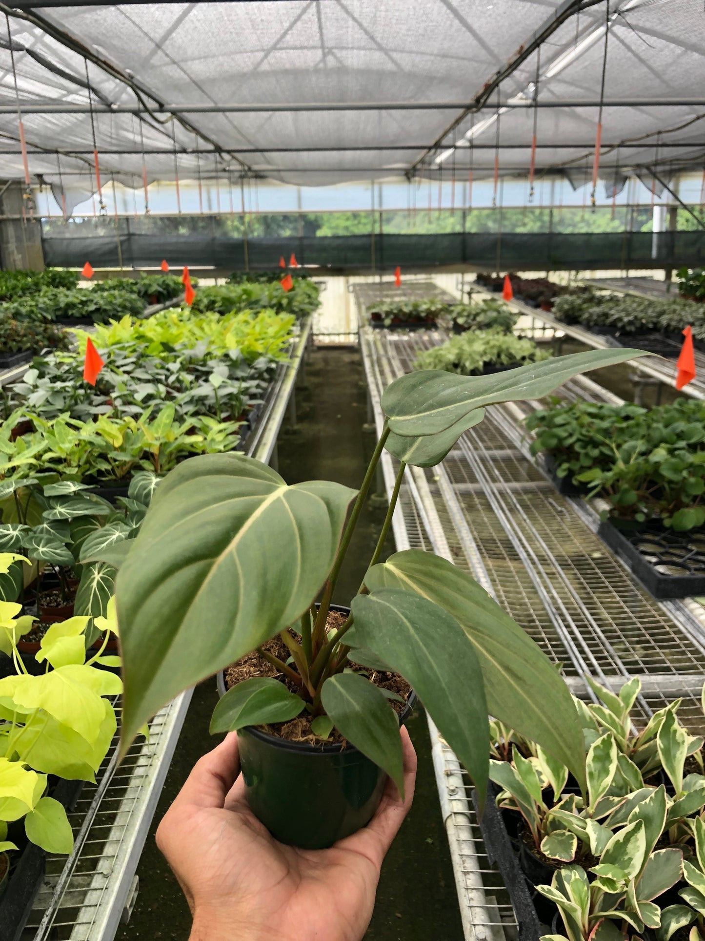 Philodendron 'Summer Glory' | Cactus Clint