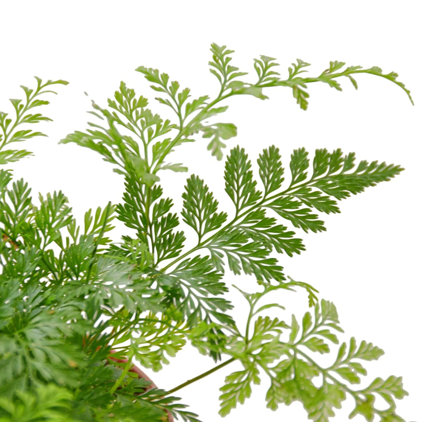 Rabbit's Foot Fern | Cactus Clint