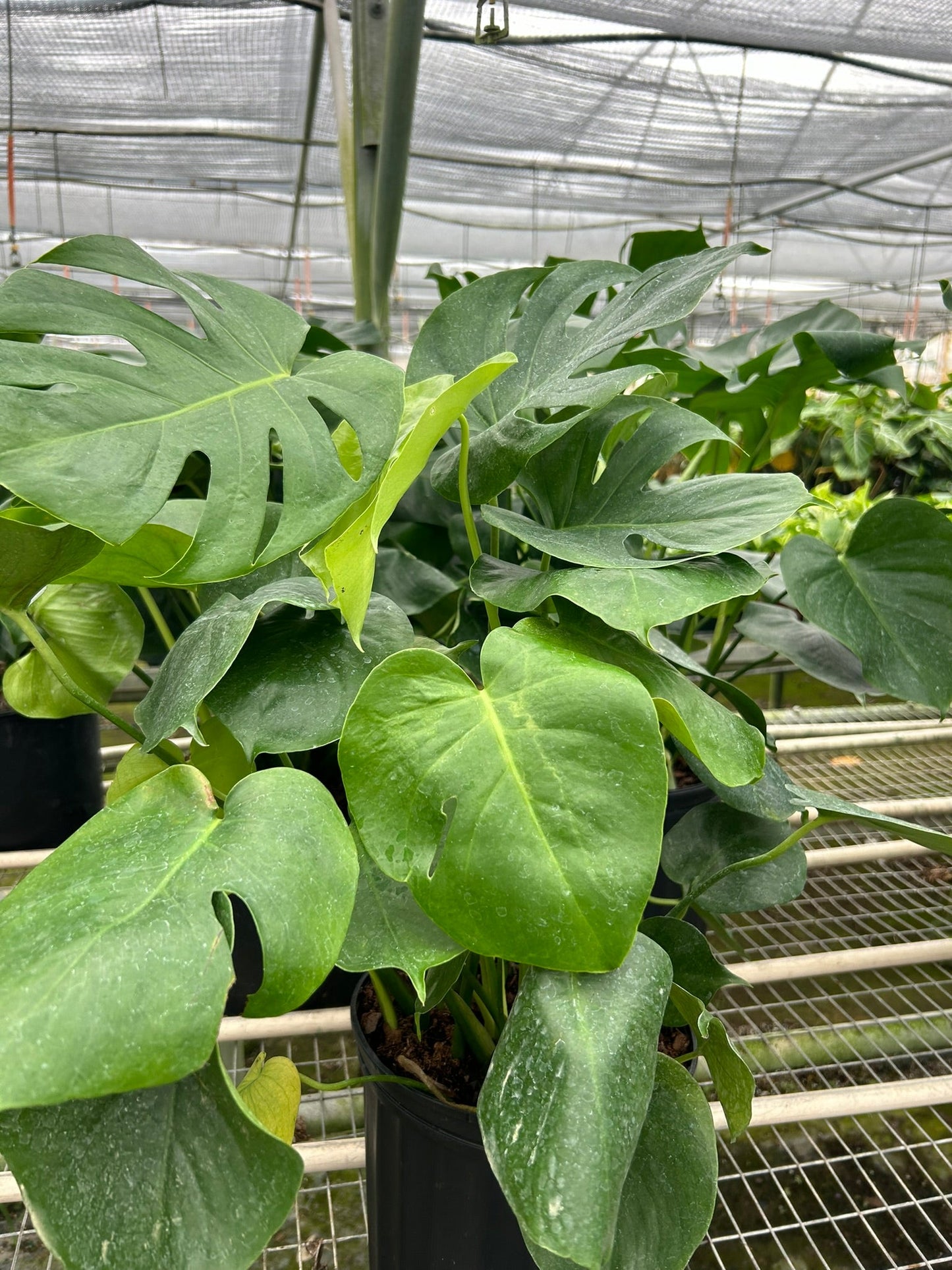 Philodendron Monstera Split-Leaf | Cactus Clint