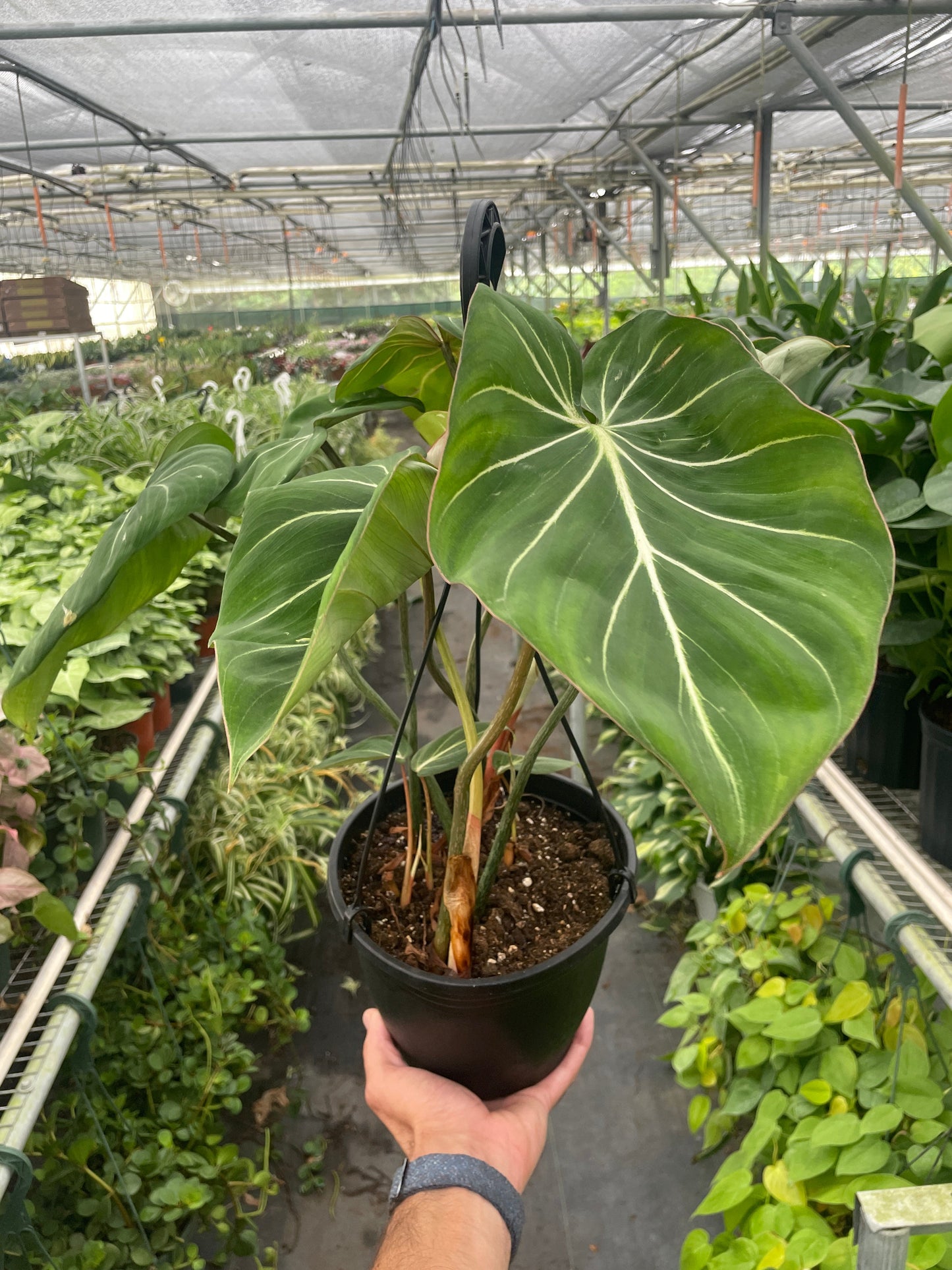 Philodendron Gloriosum | Cactus Clint