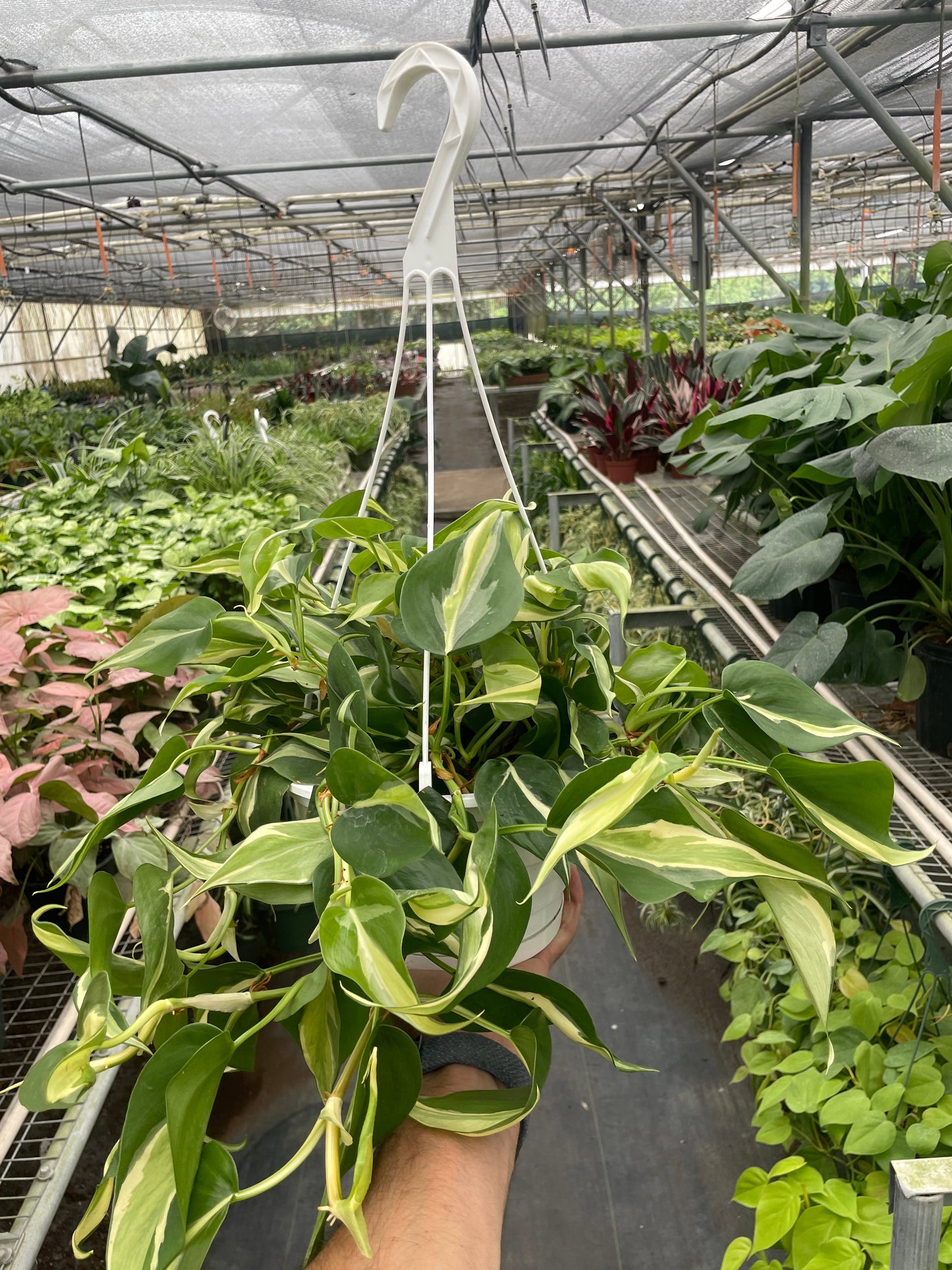 Philodendron 'Silver Stripe' | Cactus Clint