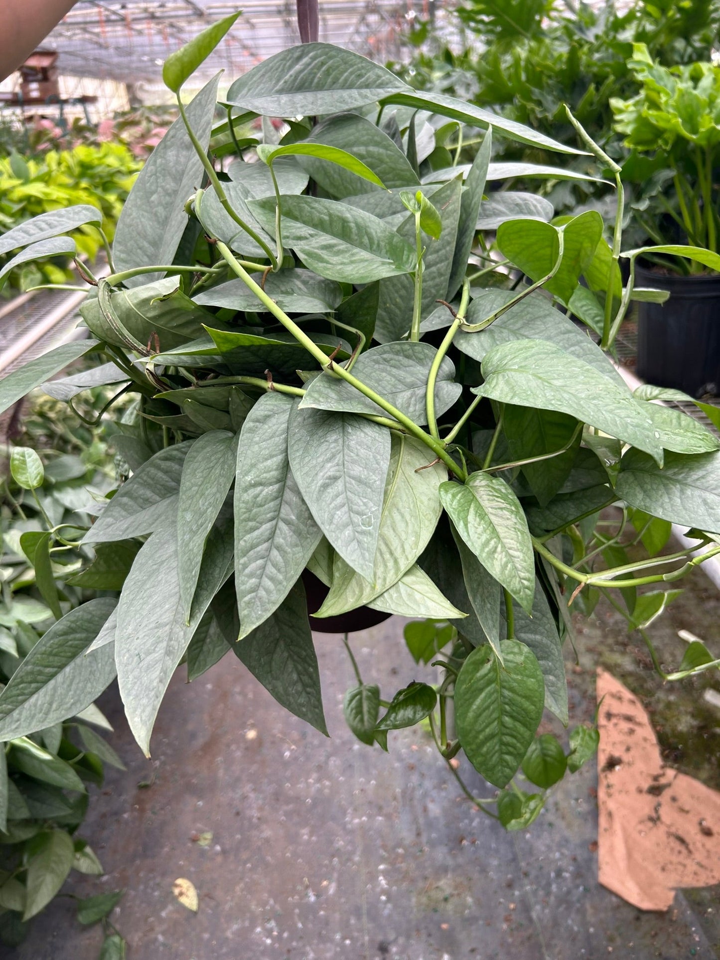 Pothos 'Cebu Blue' | Cactus Clint