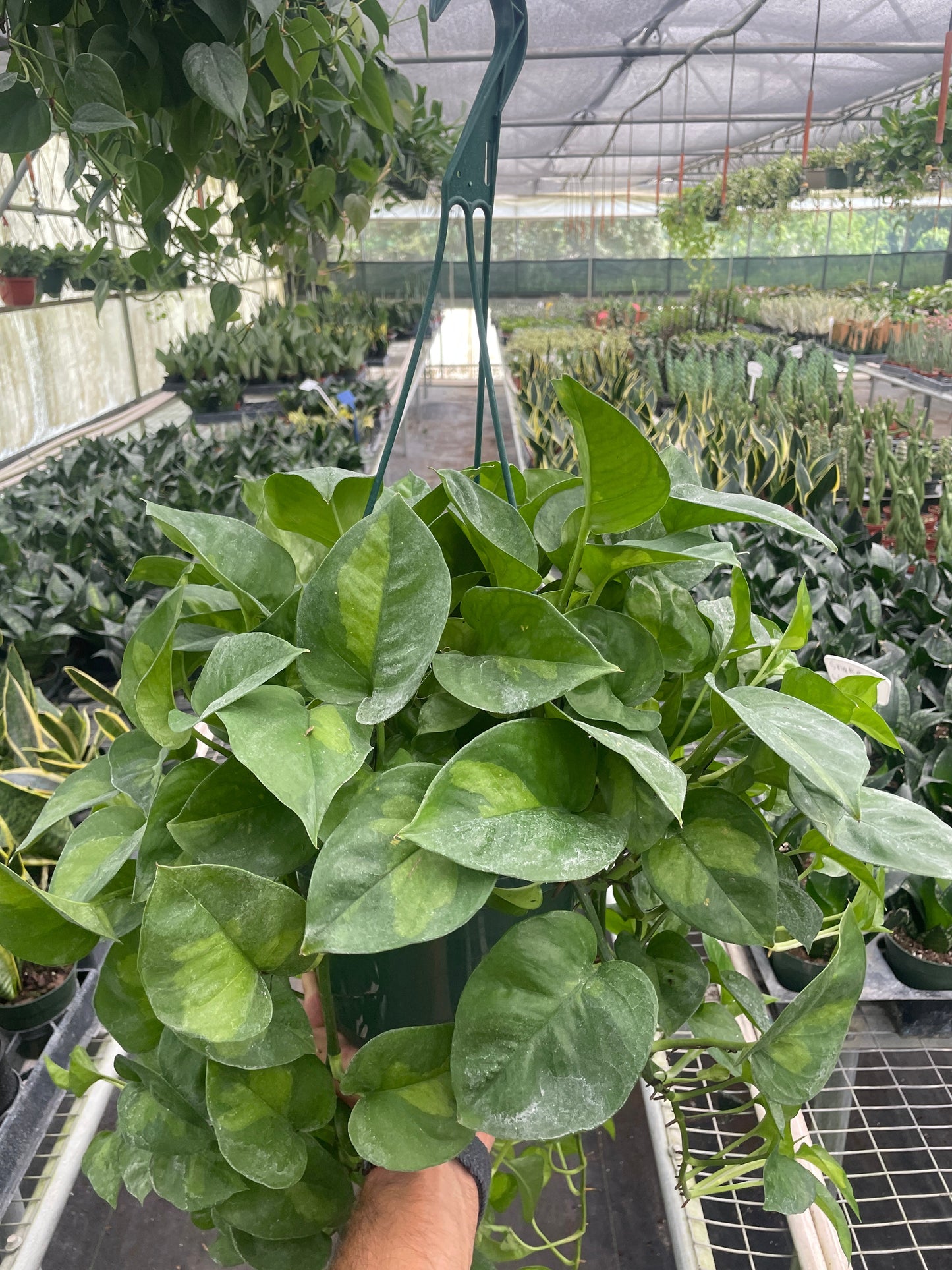 Pothos 'Global Green' | Cactus Clint