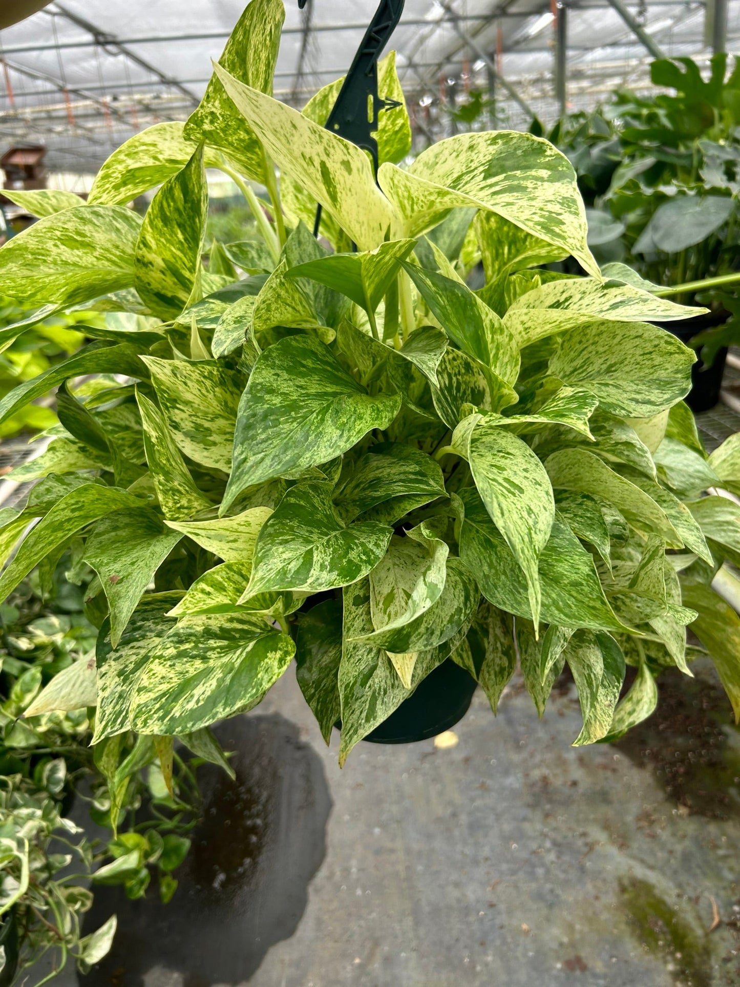 Pothos 'Marble Queen' | Cactus Clint