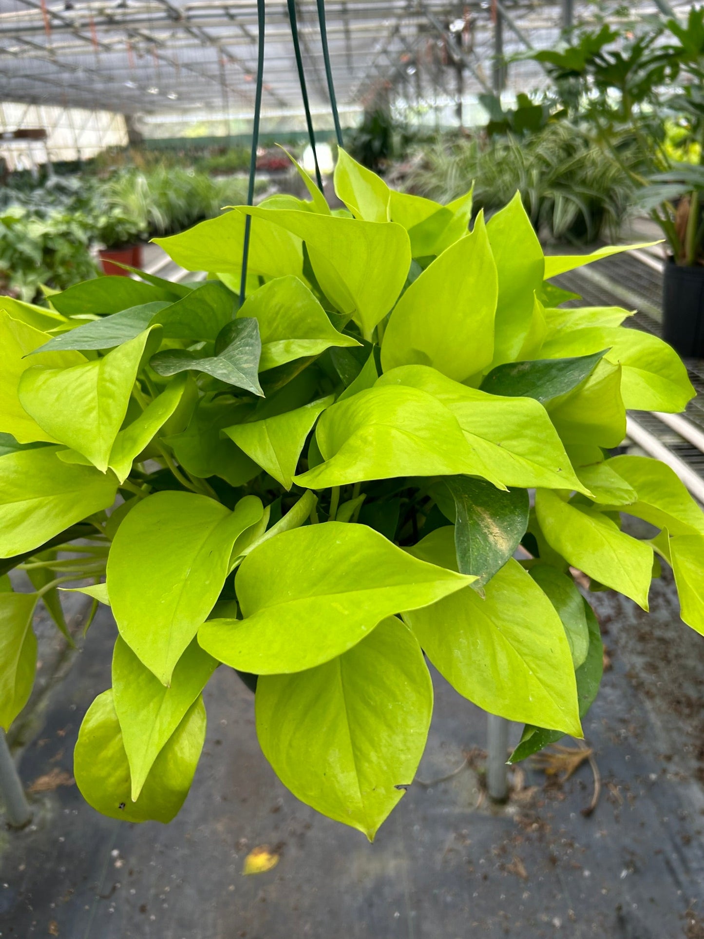 Pothos 'Neon' | Cactus Clint
