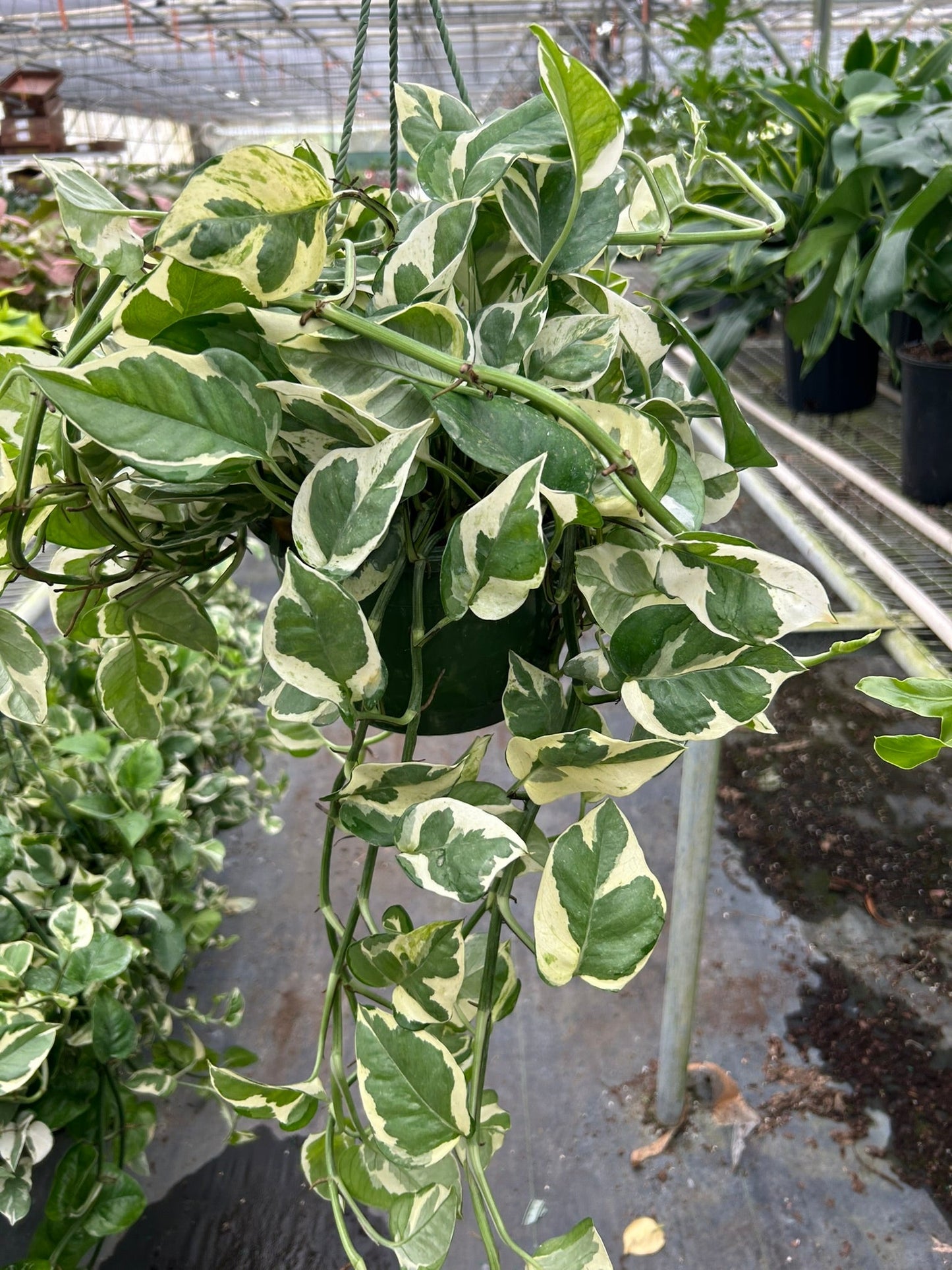 Pothos 'N'joy' | Cactus Clint