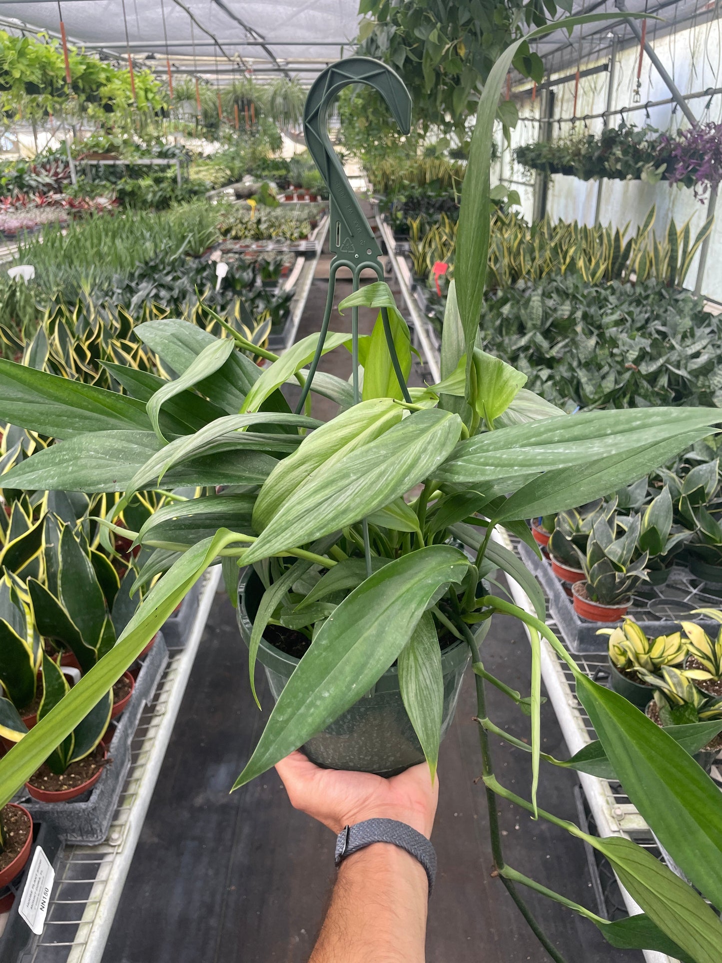 Pothos 'Silver Streak' | Cactus Clint