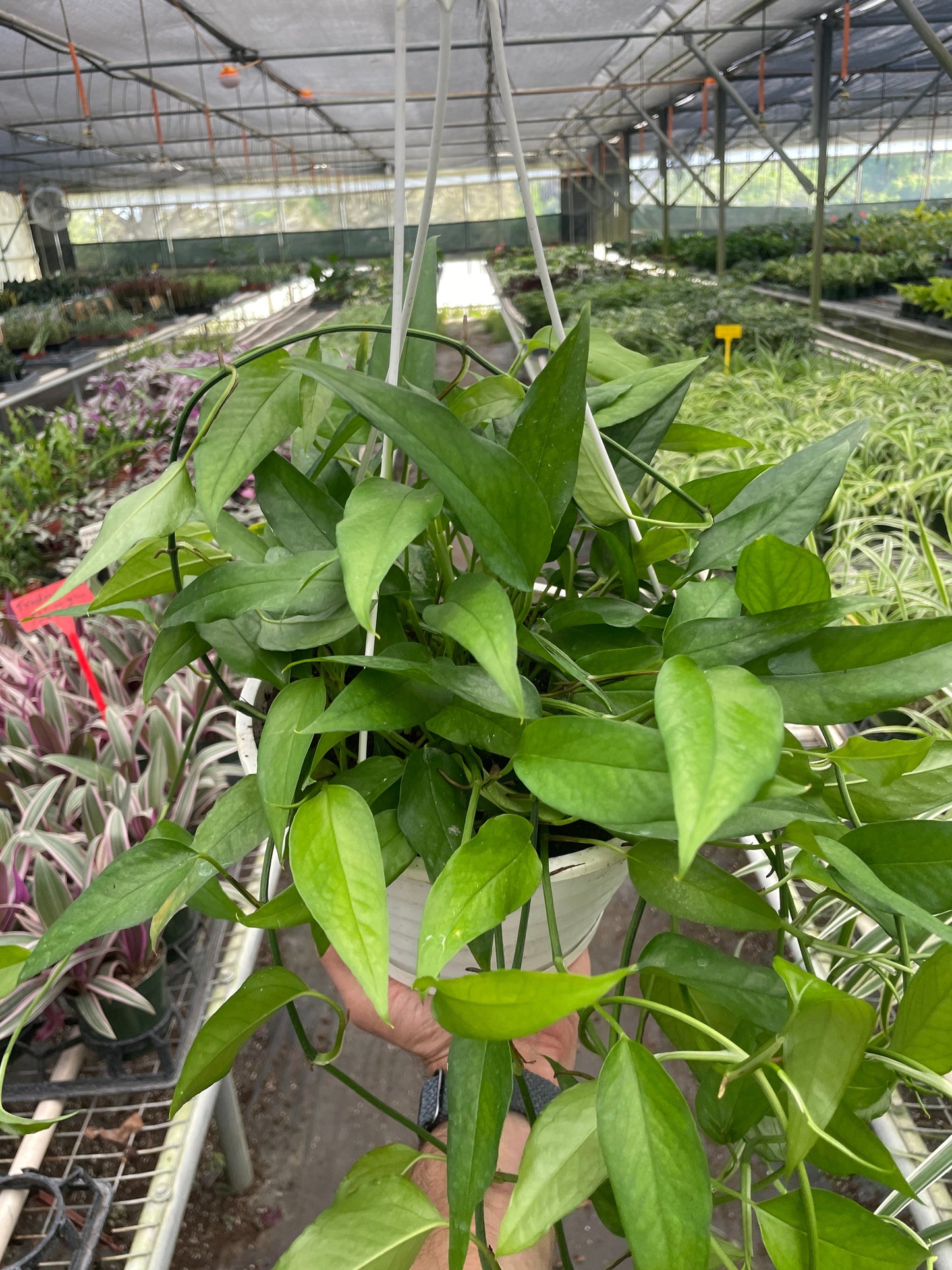Pothos Skeleton Key | Cactus Clint