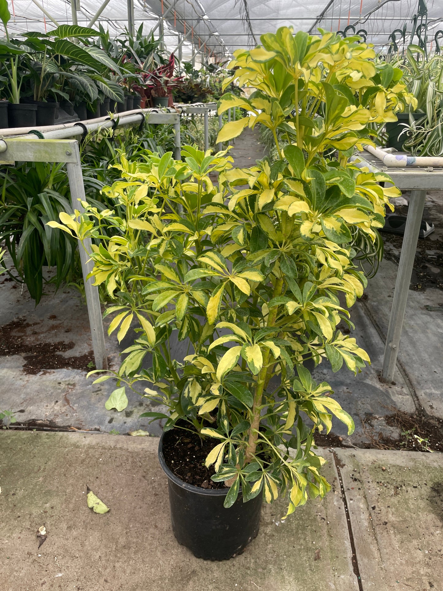 Schefflera Variegated | Cactus Clint