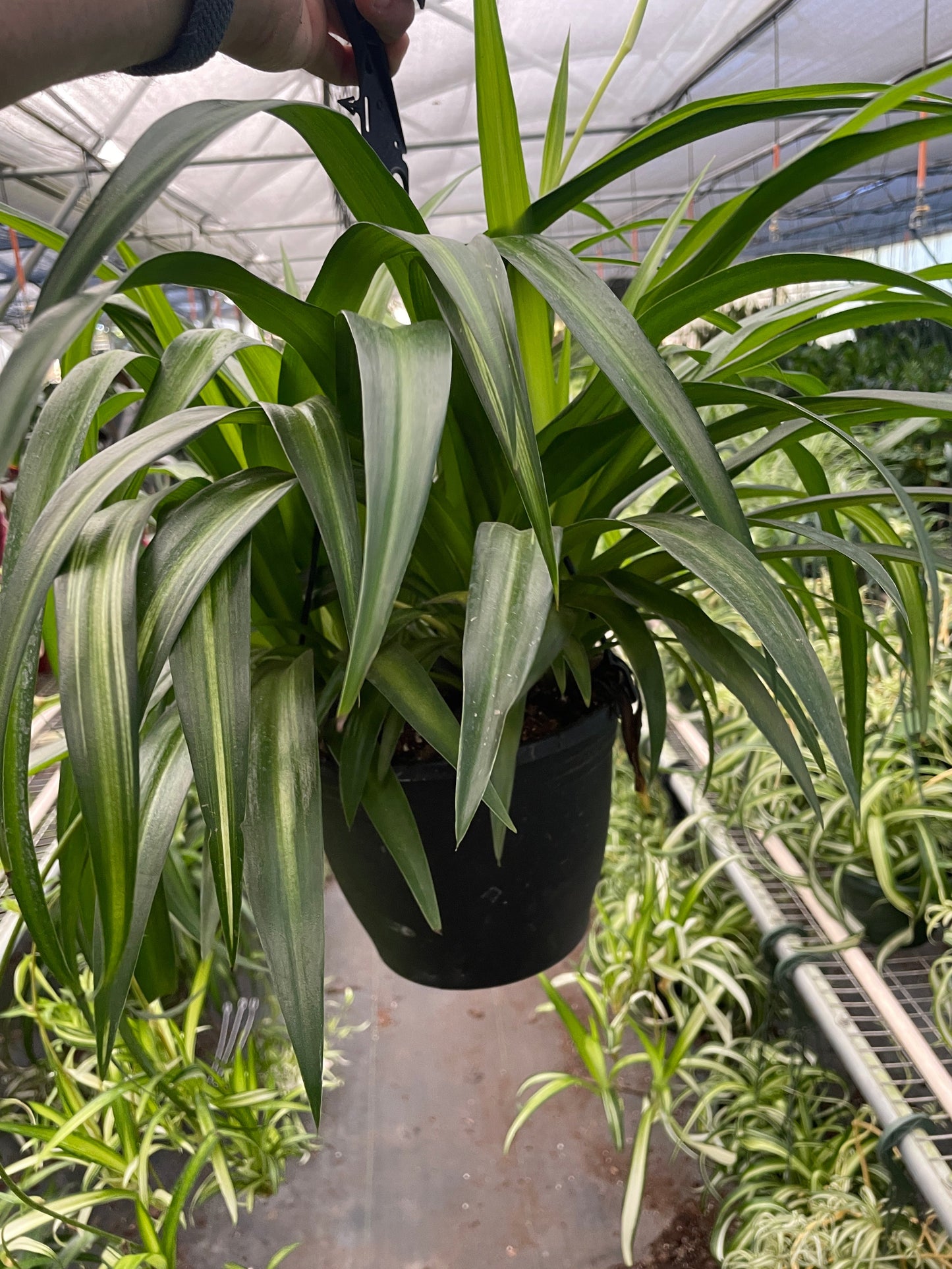 Spider Plant Hawaiian | Cactus Clint