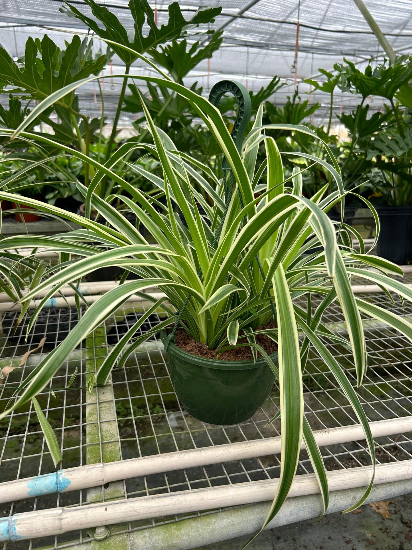 Spider Plant Reverse | Cactus Clint